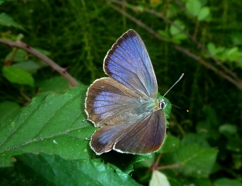Favonius quercus - comportamento particolare